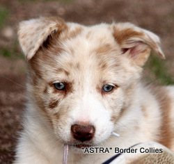 Red Merle (may develop tan, Female, Smooth to medium coated, border collie puppy